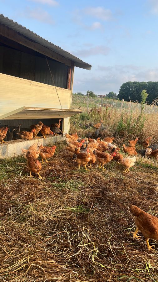 Poules en plein air au lever du soleil